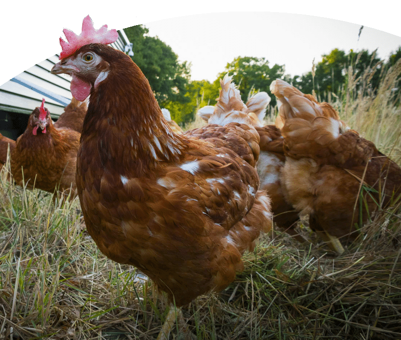 evo kompas egg and people verbinding