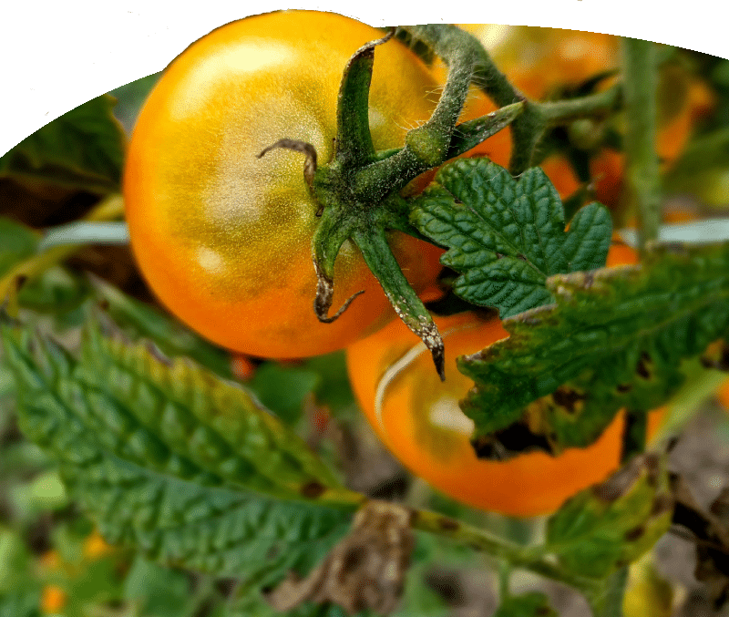 natuurlijk tomaat co2 compensatie