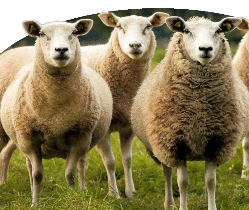 Schapen in duurzame landbouw en de mogelijkheden van de Landelijke Verplaatsingsregeling (LVVP) met ondersteuning van EVO Kompas