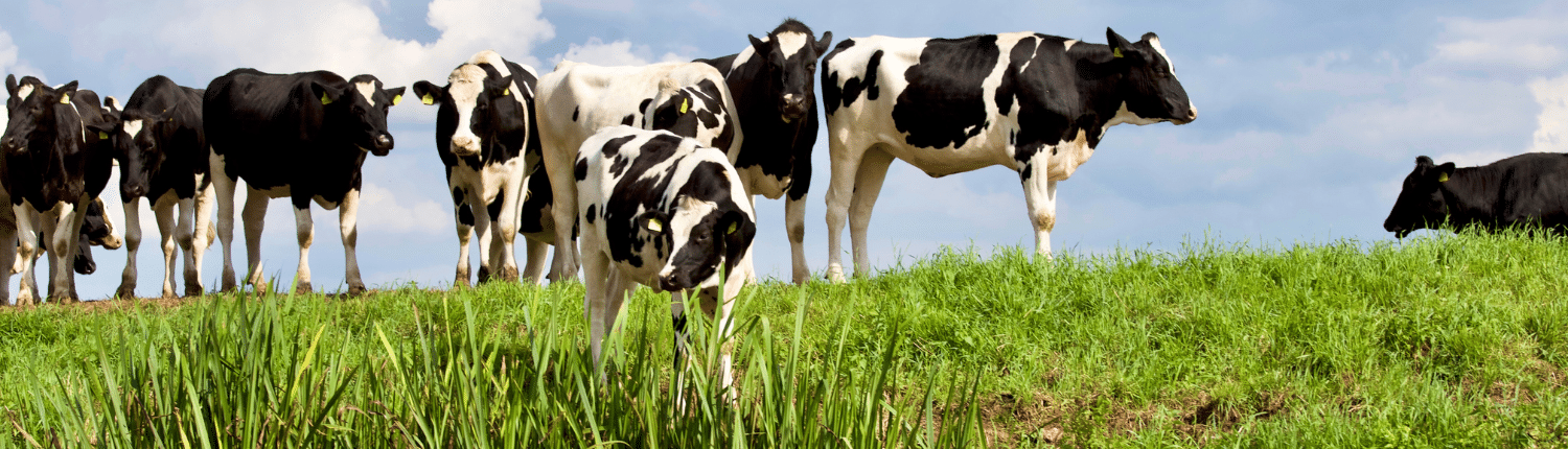 Extensiveringsregeling 2026