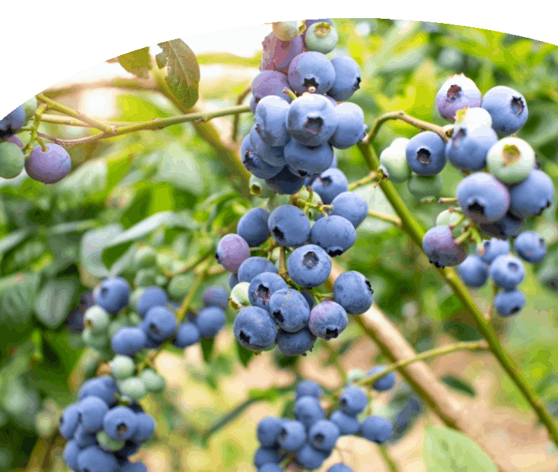 Diessens Broek agroforestry blauwe bessen
