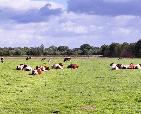 Diessens Broek agroforestry vingerhoets