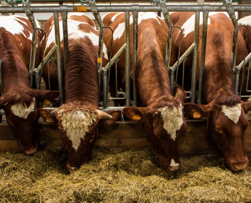 Diessens Broek agroforestry koeien