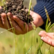 Regeneratieve landbouw