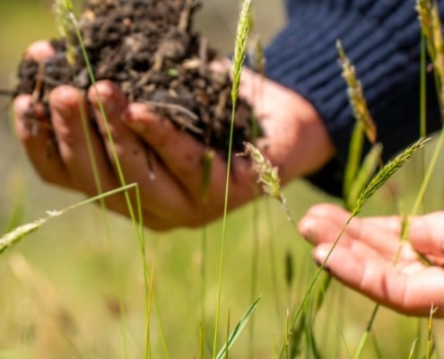 Regeneratieve landbouw
