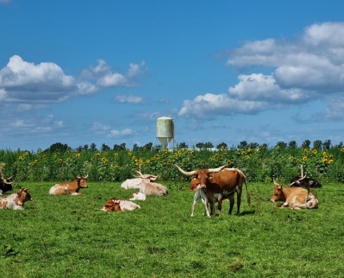 transitie landbouw diepenhoek longhorns