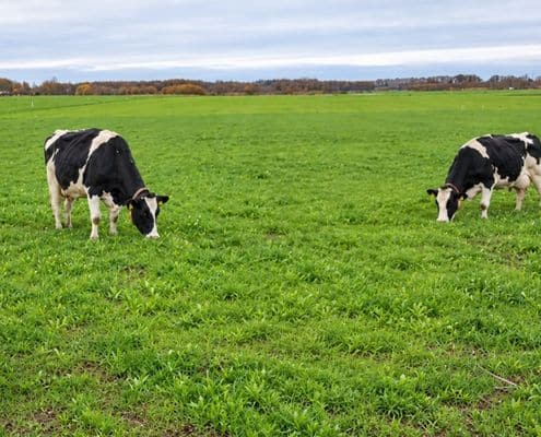 melkveebedrijf kiest voor toekomstbestedig ondernemen